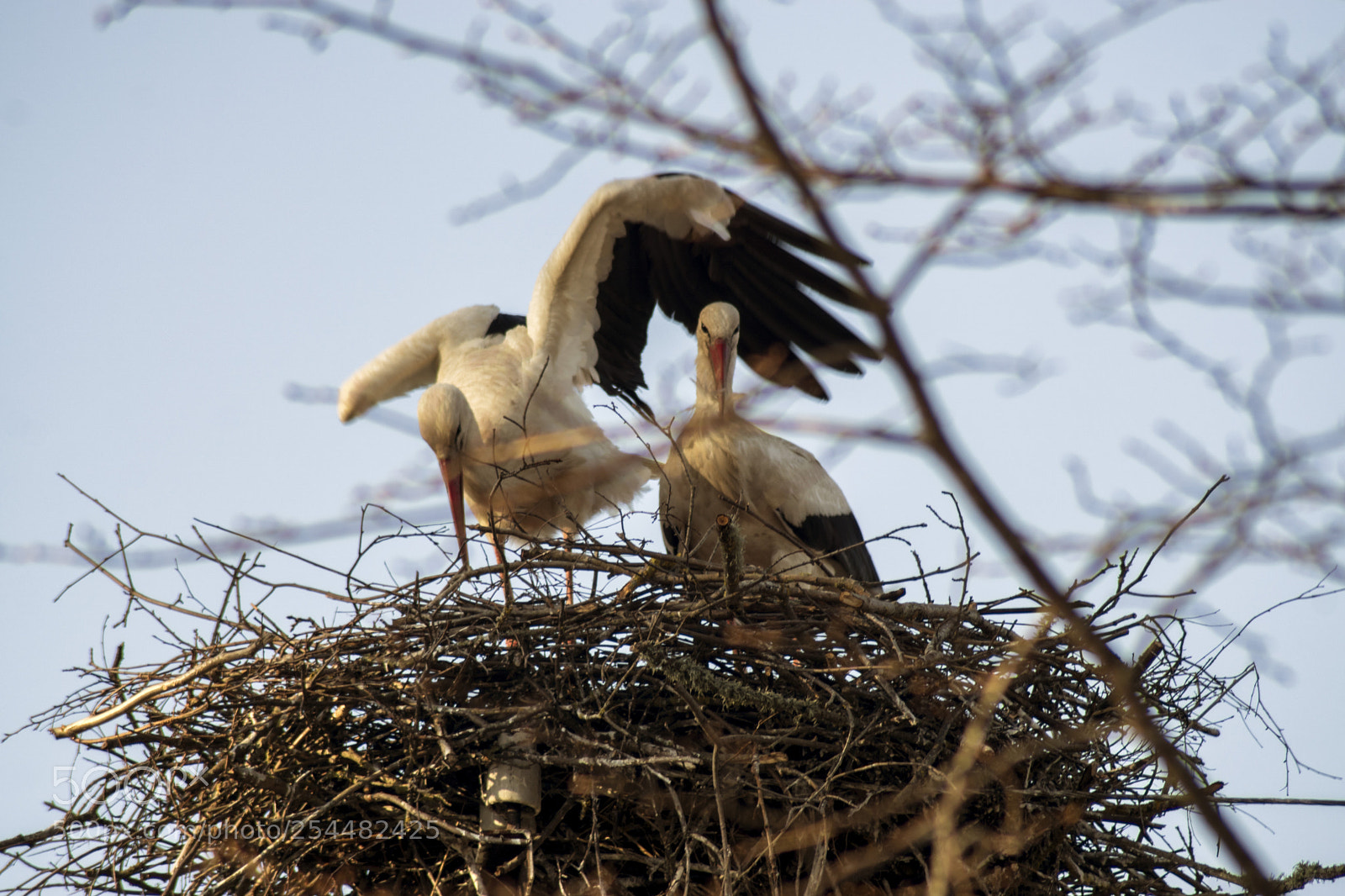Sony ILCA-77M2 sample photo. Storks photography