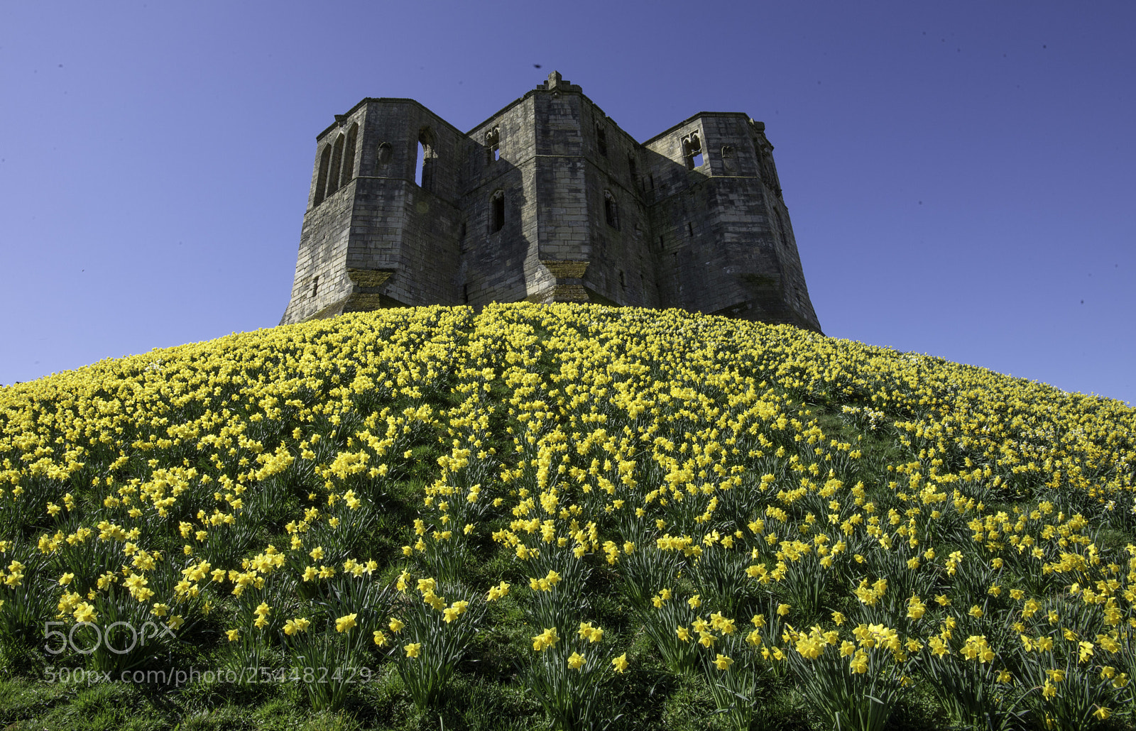 Nikon D810 sample photo. Field of gold photography