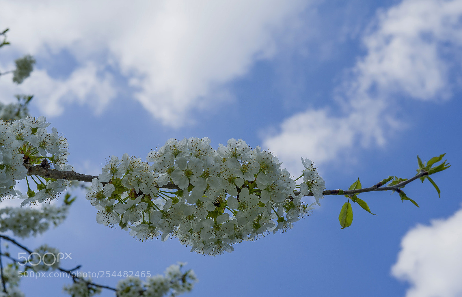 Sony a7 II sample photo. Cherry blossom photography