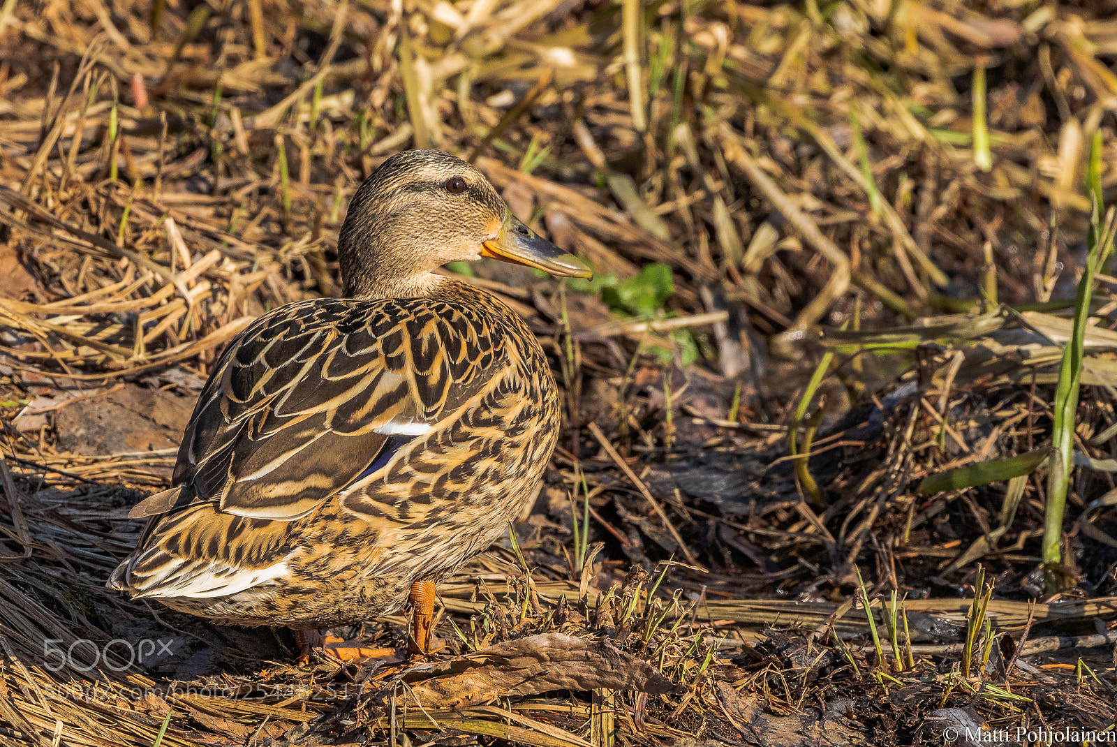 Canon EOS 7D Mark II sample photo. Mallard photography