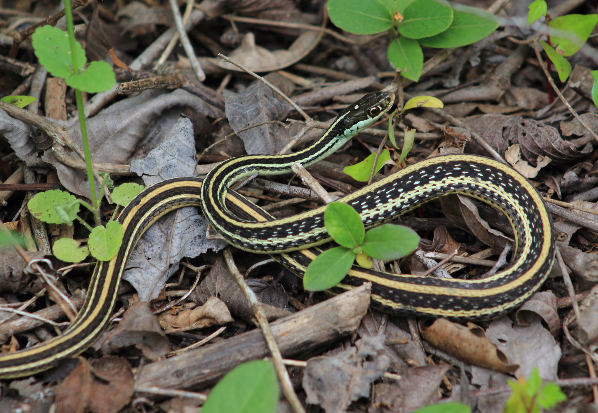Canon EF 75-300mm f/4-5.6 sample photo. Western ribbon snake photography
