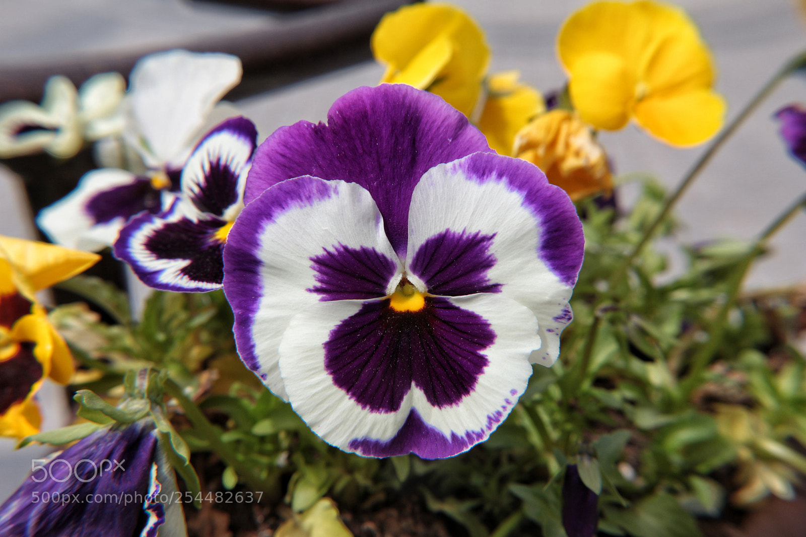 Canon EOS 700D (EOS Rebel T5i / EOS Kiss X7i) sample photo. Ankara photography