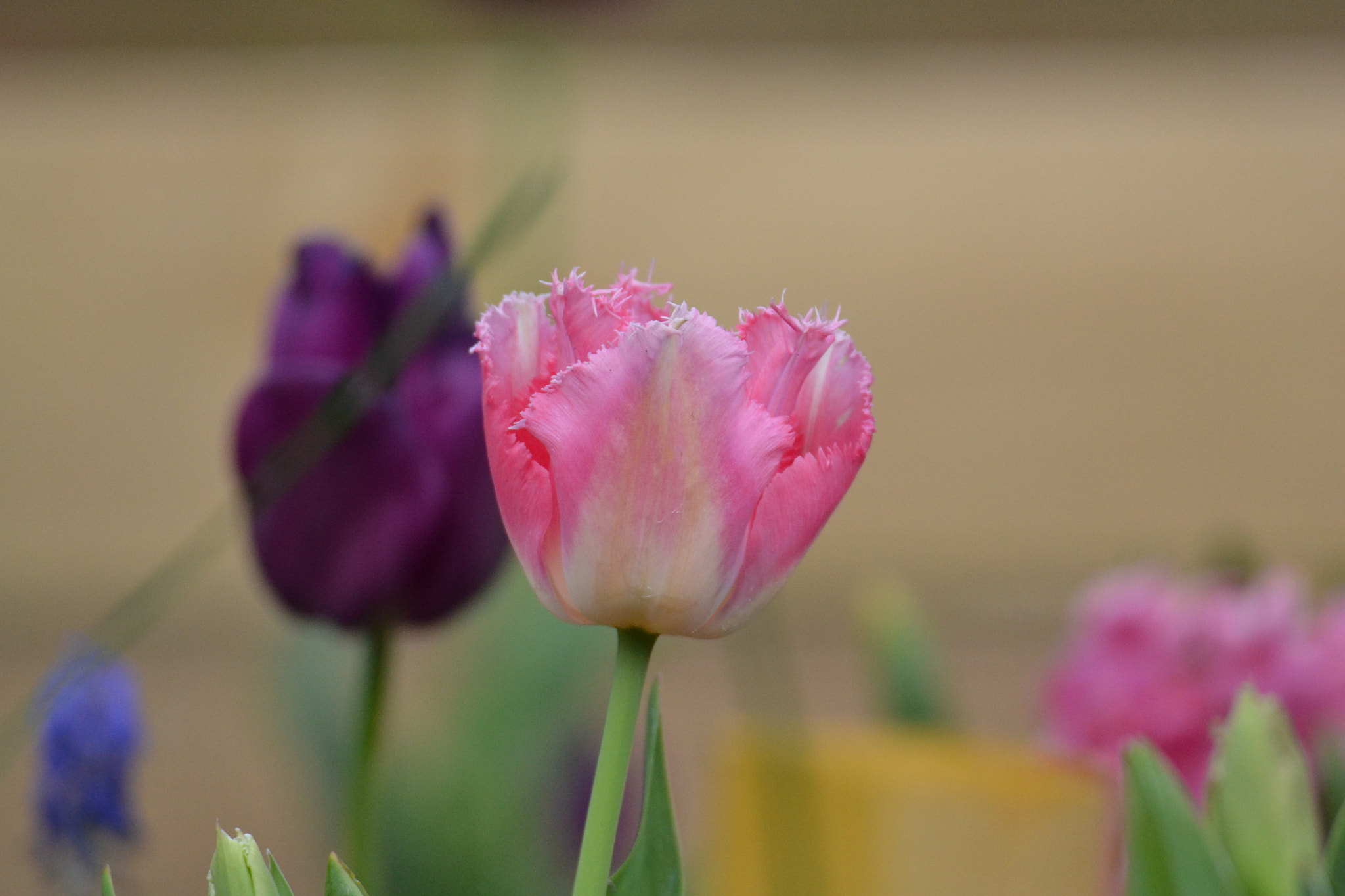 Nikon D3100 sample photo. Copie photography