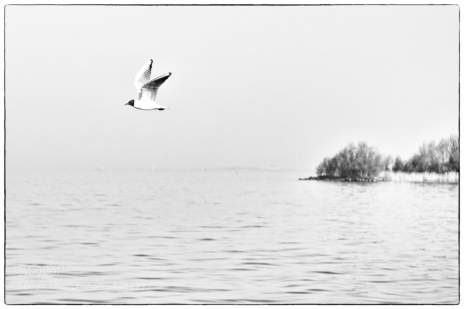 Canon EOS 5D Mark II sample photo. The seagull photography