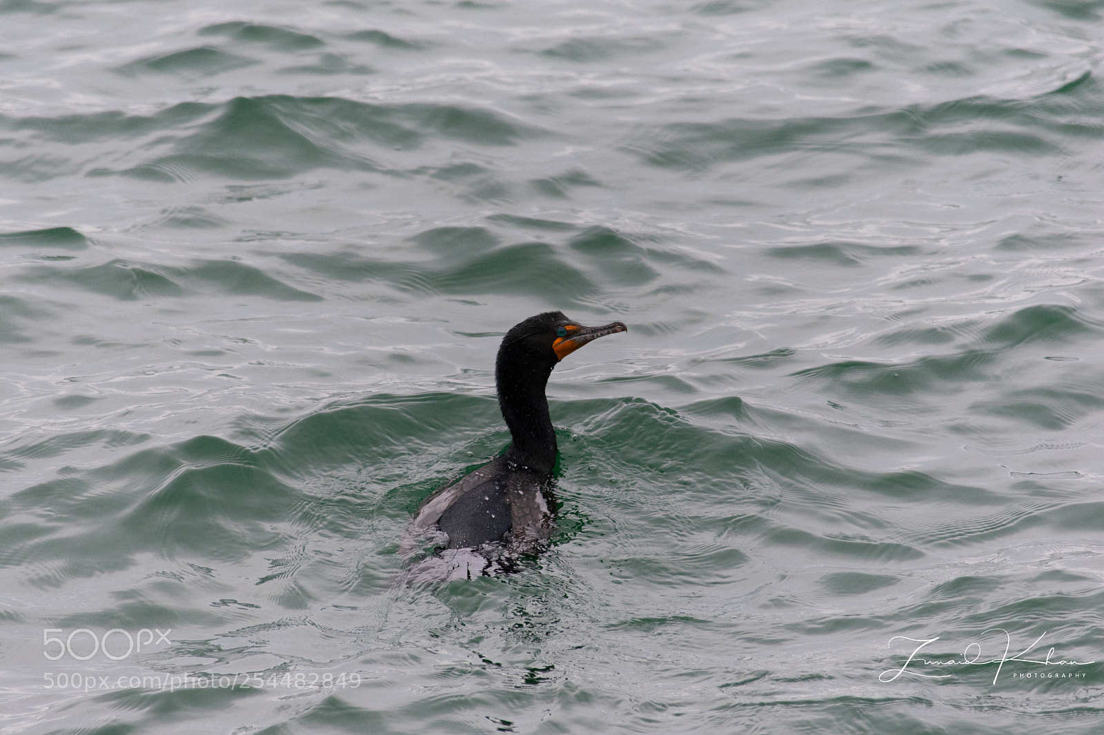 Nikon D3400 sample photo. Cormorant closeup  photography