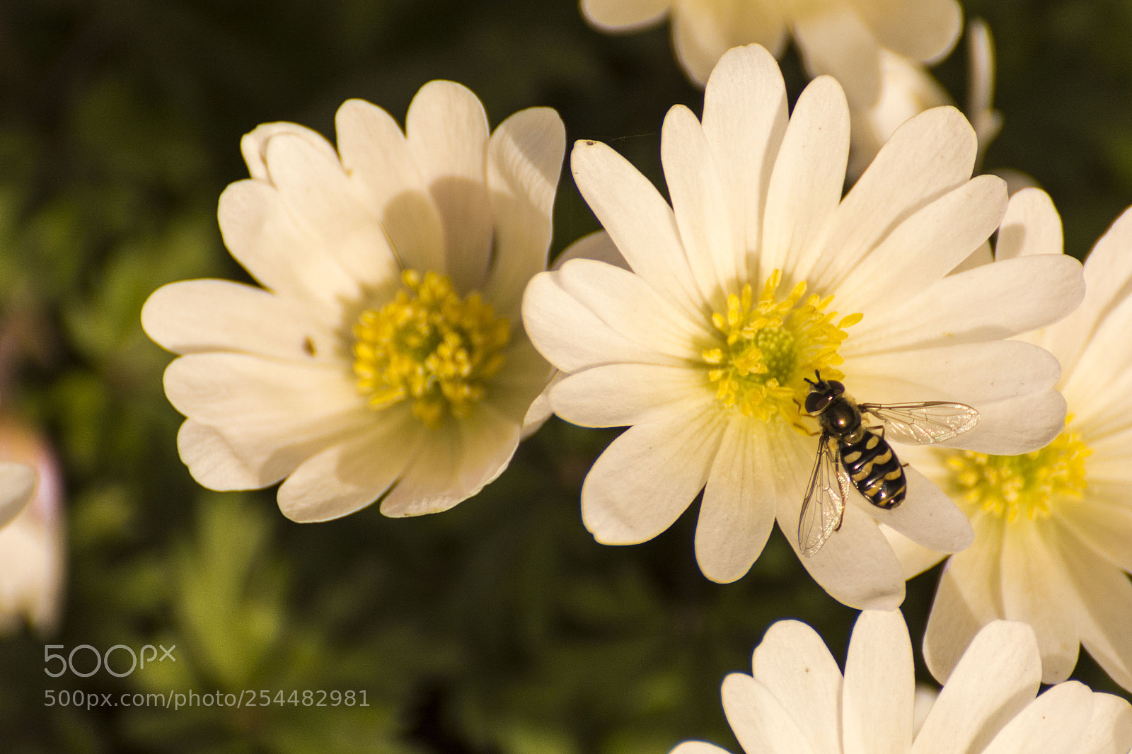 Nikon D7100 sample photo. Bumble bee on white photography