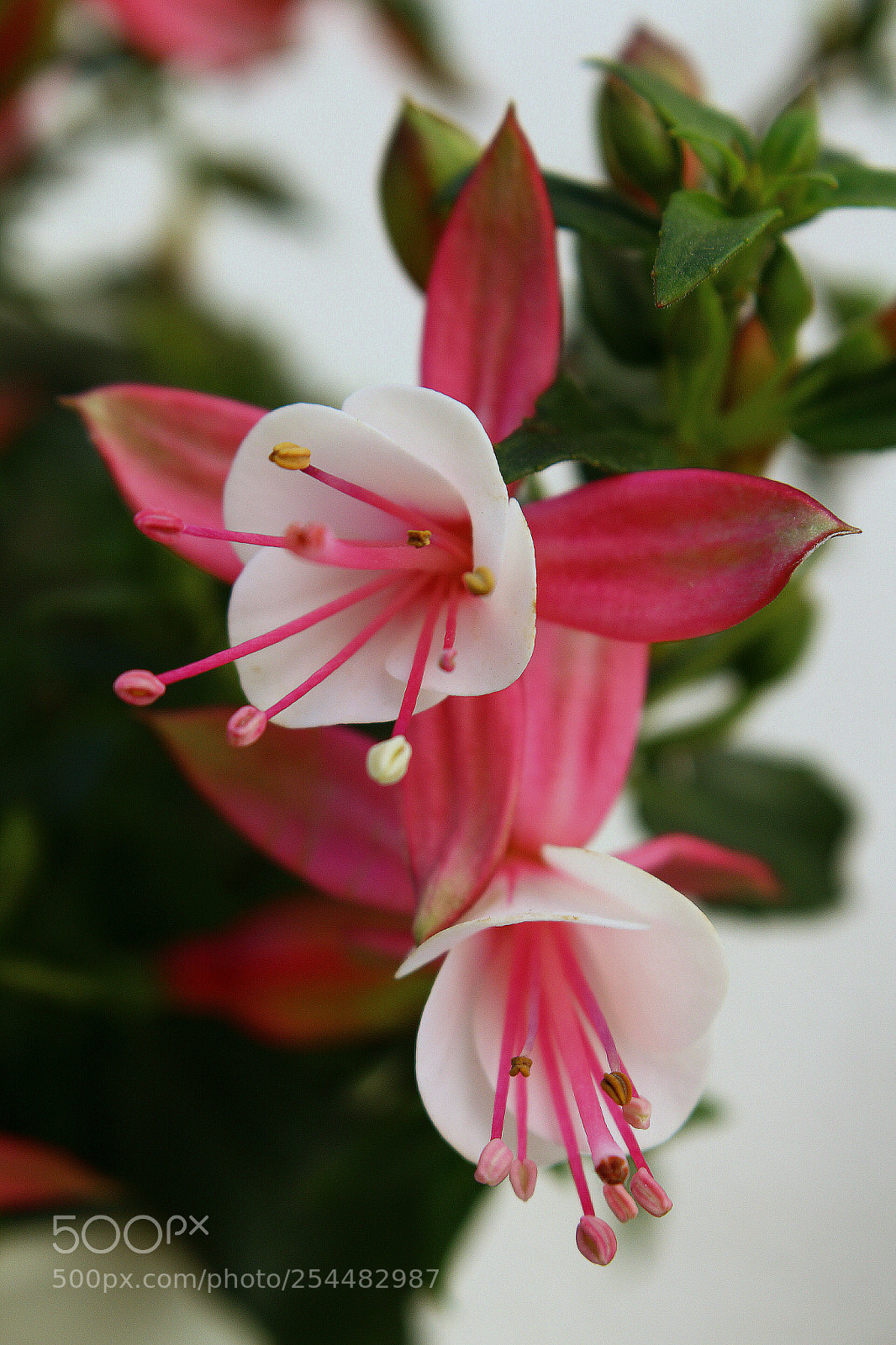 Canon EOS 700D (EOS Rebel T5i / EOS Kiss X7i) sample photo. Pendientes de la reina. photography