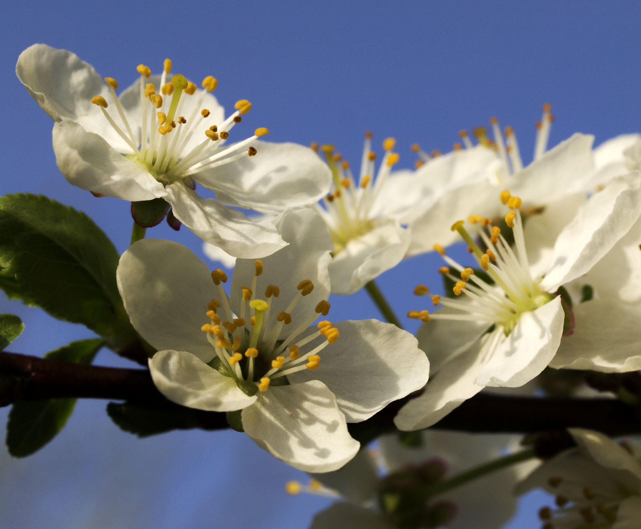 Olympus E-5 sample photo. Flowering plum tree photography