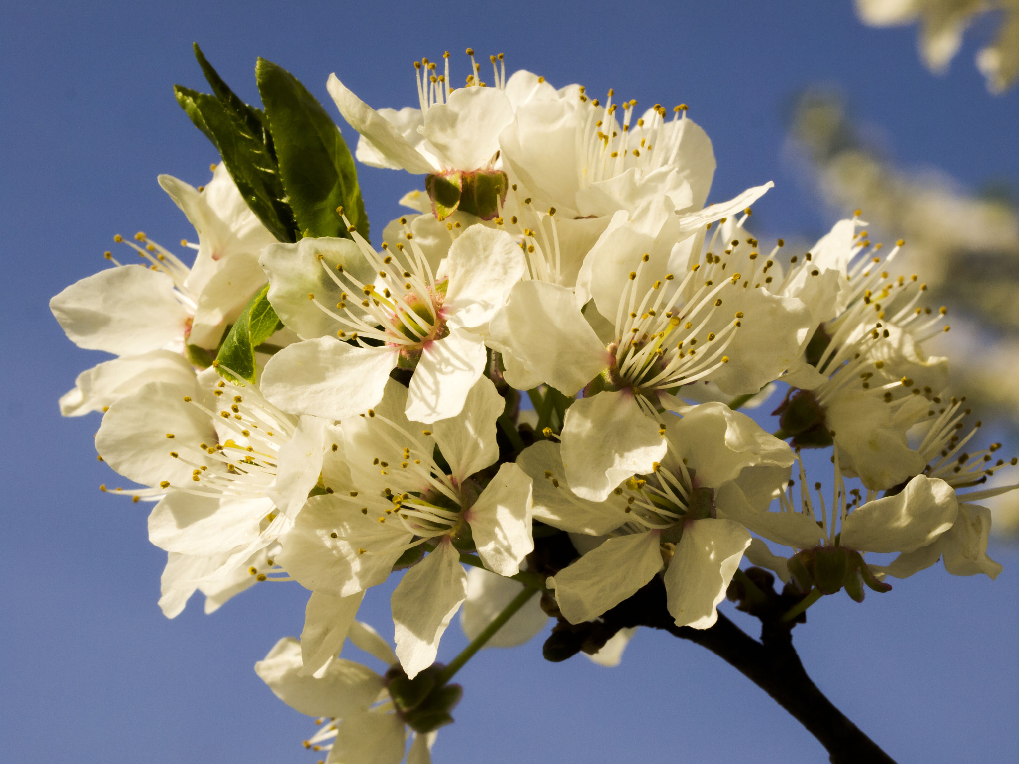 Olympus E-5 sample photo. Flowering plum tree photography
