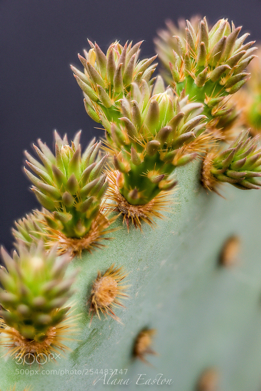 Nikon D810 sample photo. Cactus closeup photography