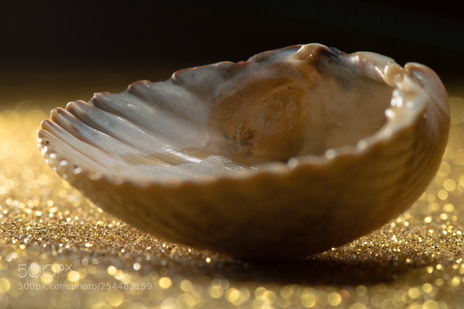 Nikon D5300 sample photo. Shell photography