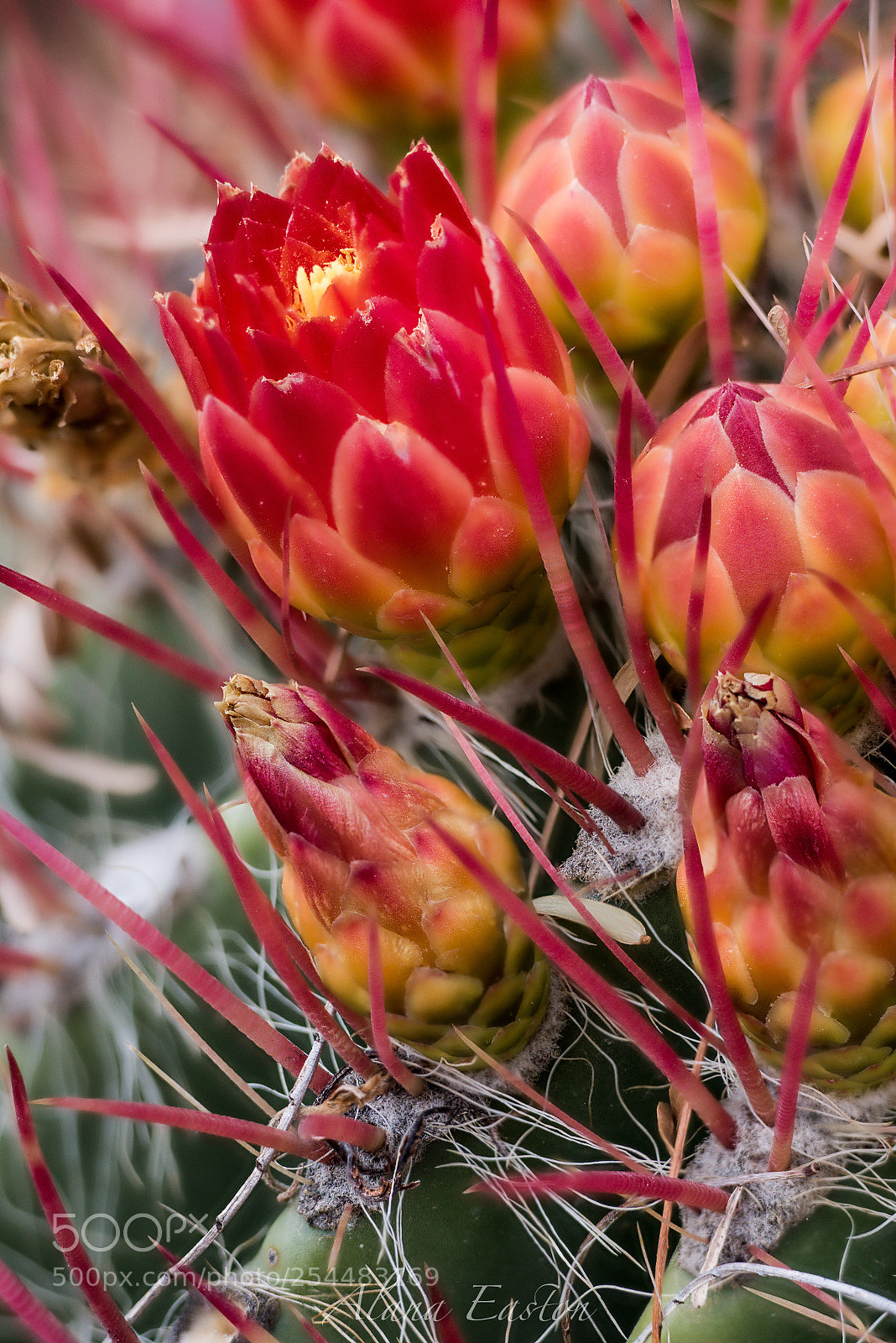 Nikon D810 sample photo. Cactus close up photography