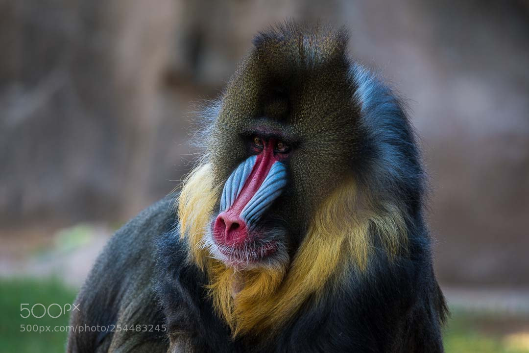 Nikon D810 sample photo. I see you photography