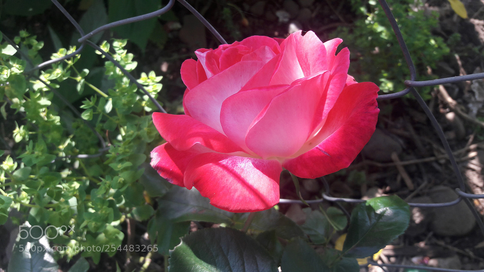 Samsung Galaxy J7 sample photo. Untitled photography