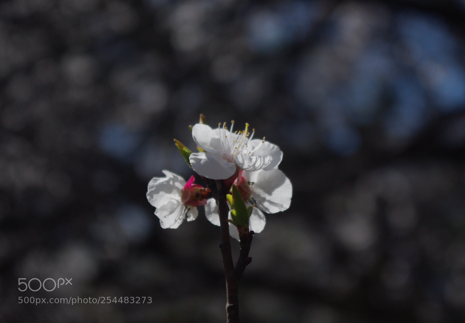 Pentax K-30 sample photo. Bloom photography