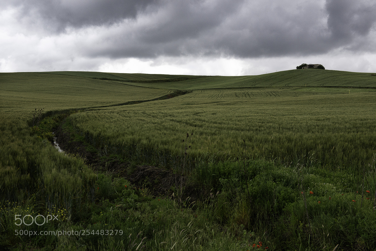 Nikon D800 sample photo. Field photography
