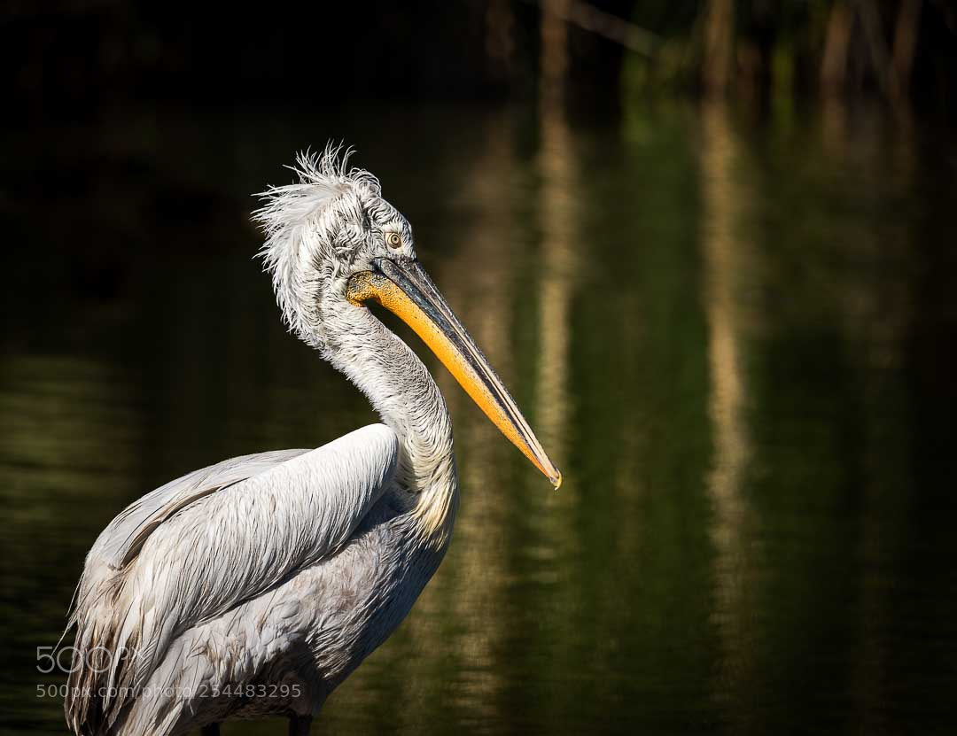 Nikon D810 sample photo. White pelican photography
