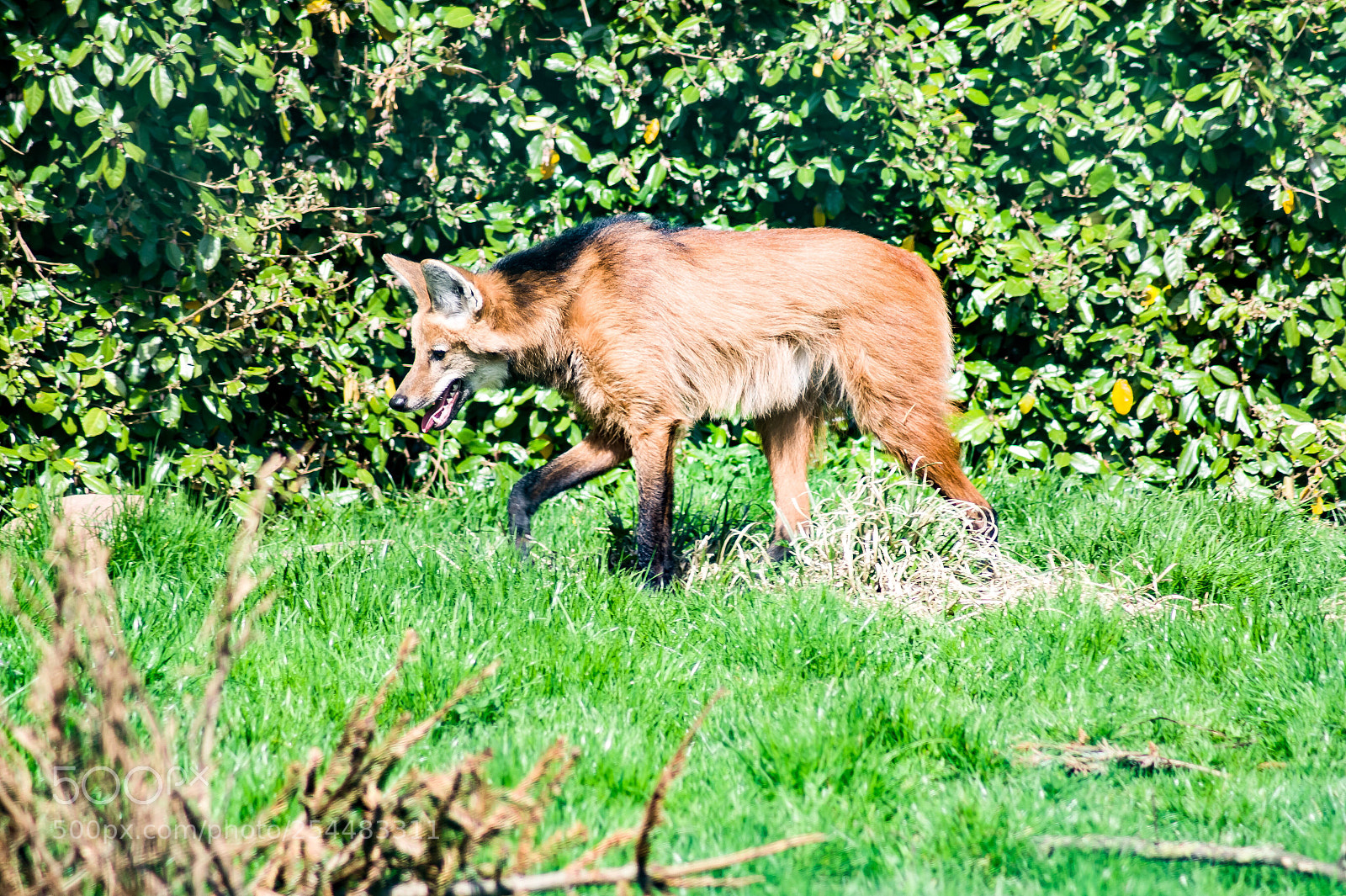 Sony SLT-A58 sample photo. Maned wolf
 photography