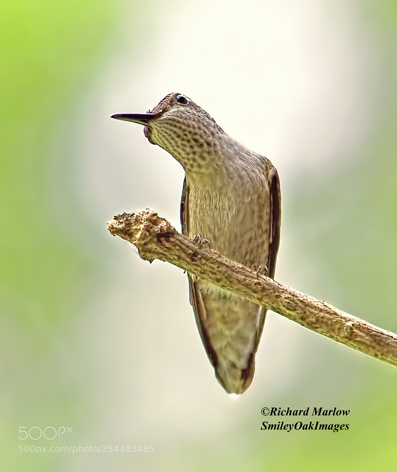 Nikon D5000 sample photo. Hummingbird photography