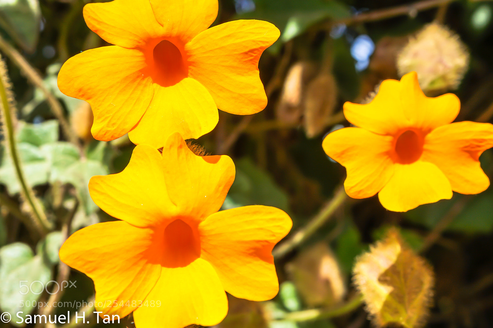 Sony a6500 sample photo. Nature yellow photography