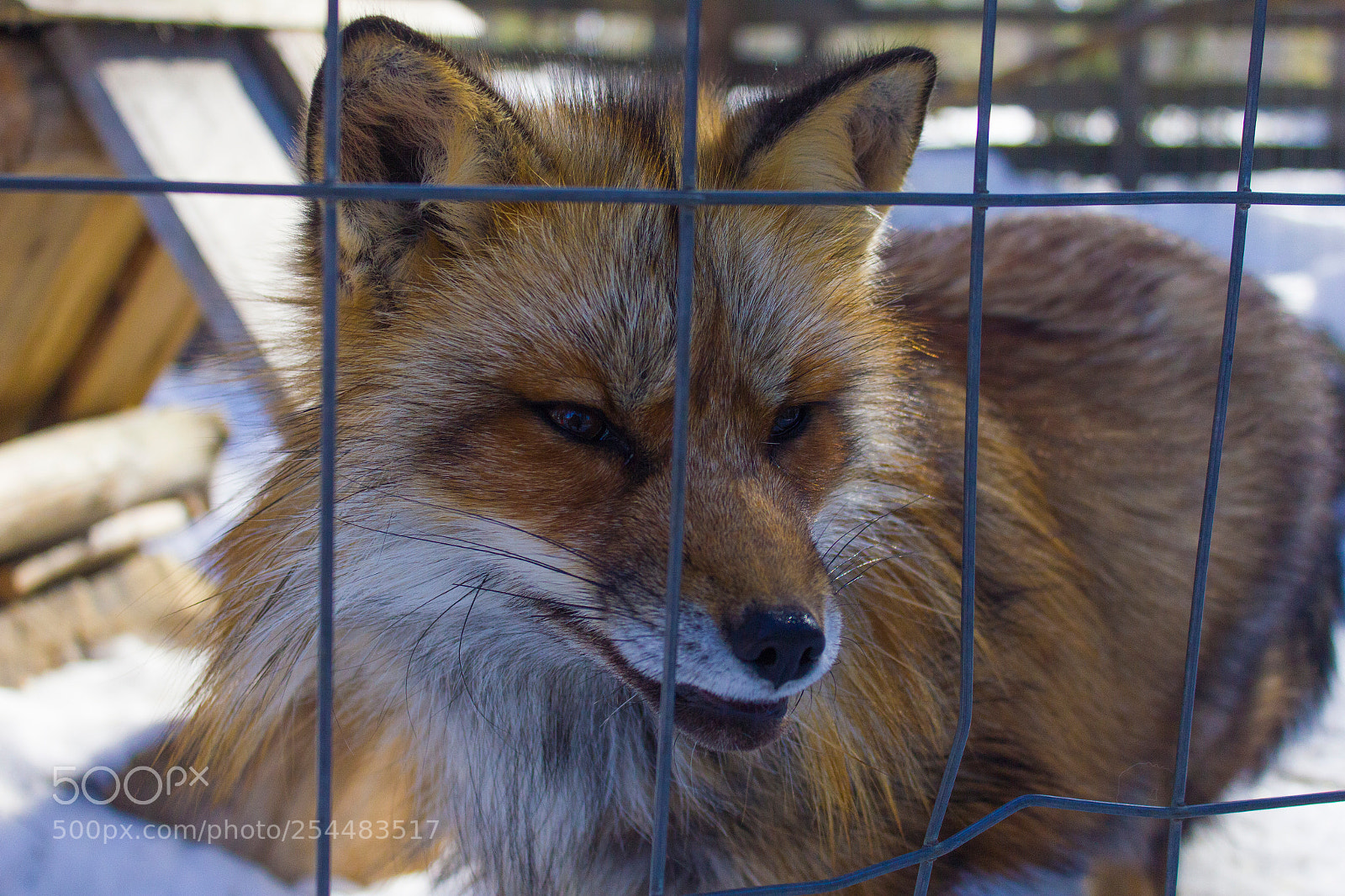 Canon EOS 550D (EOS Rebel T2i / EOS Kiss X4) sample photo. Red fox photography