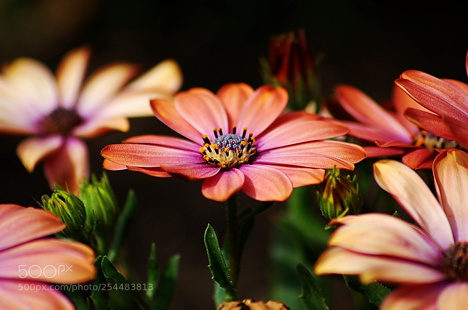 Nikon D40 sample photo. Flower power photography