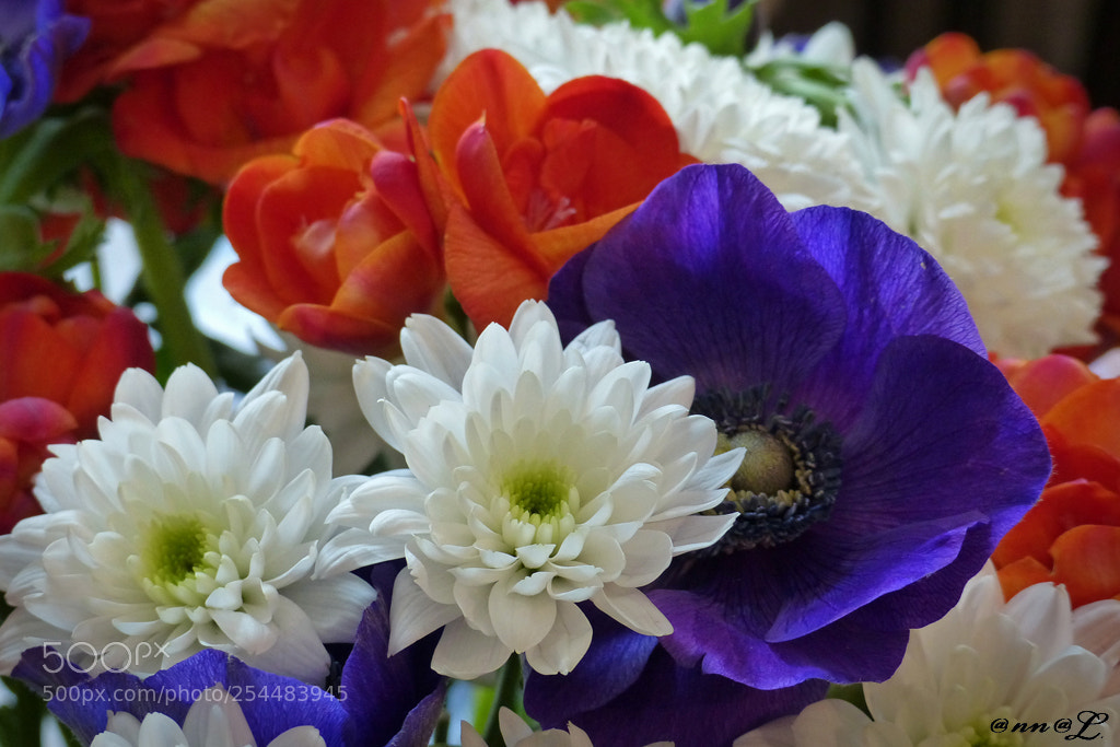 Panasonic Lumix DMC-FZ200 sample photo. Bouquet d'anniversaire (détail) photography