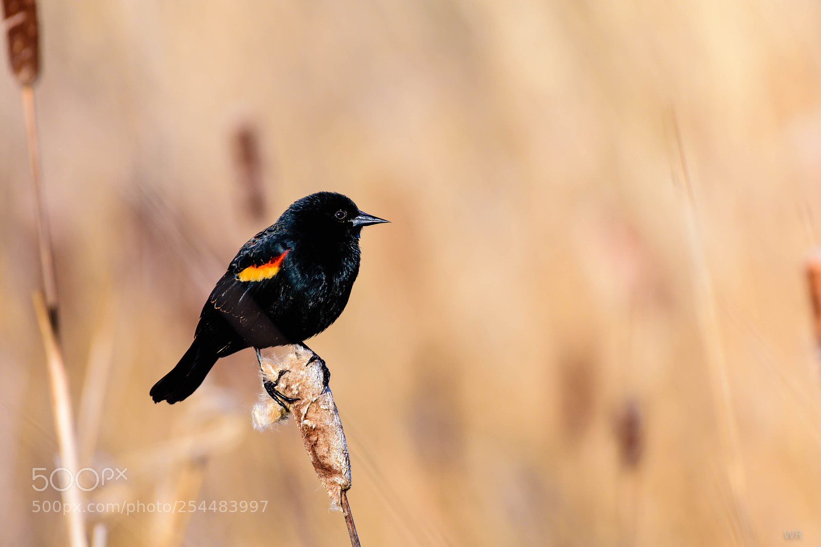 Nikon D7200 sample photo. Red-winged blackbird. photography