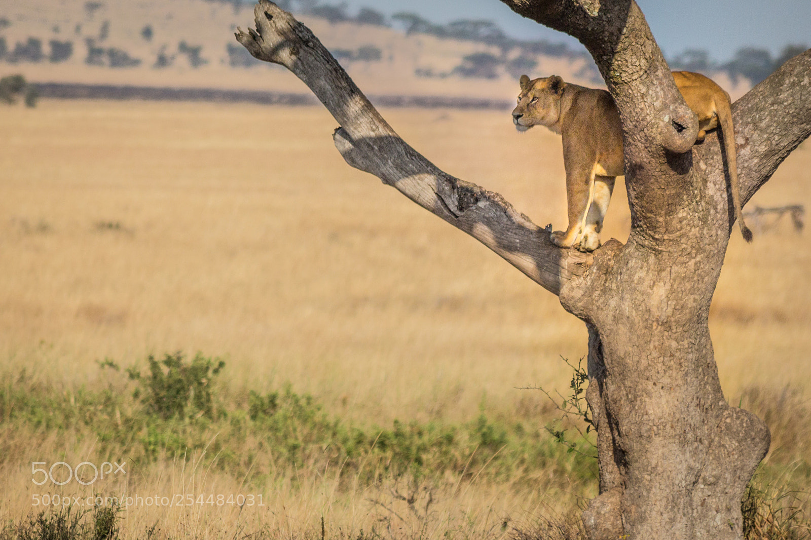 Canon EOS 650D (EOS Rebel T4i / EOS Kiss X6i) sample photo. Tanzania photography