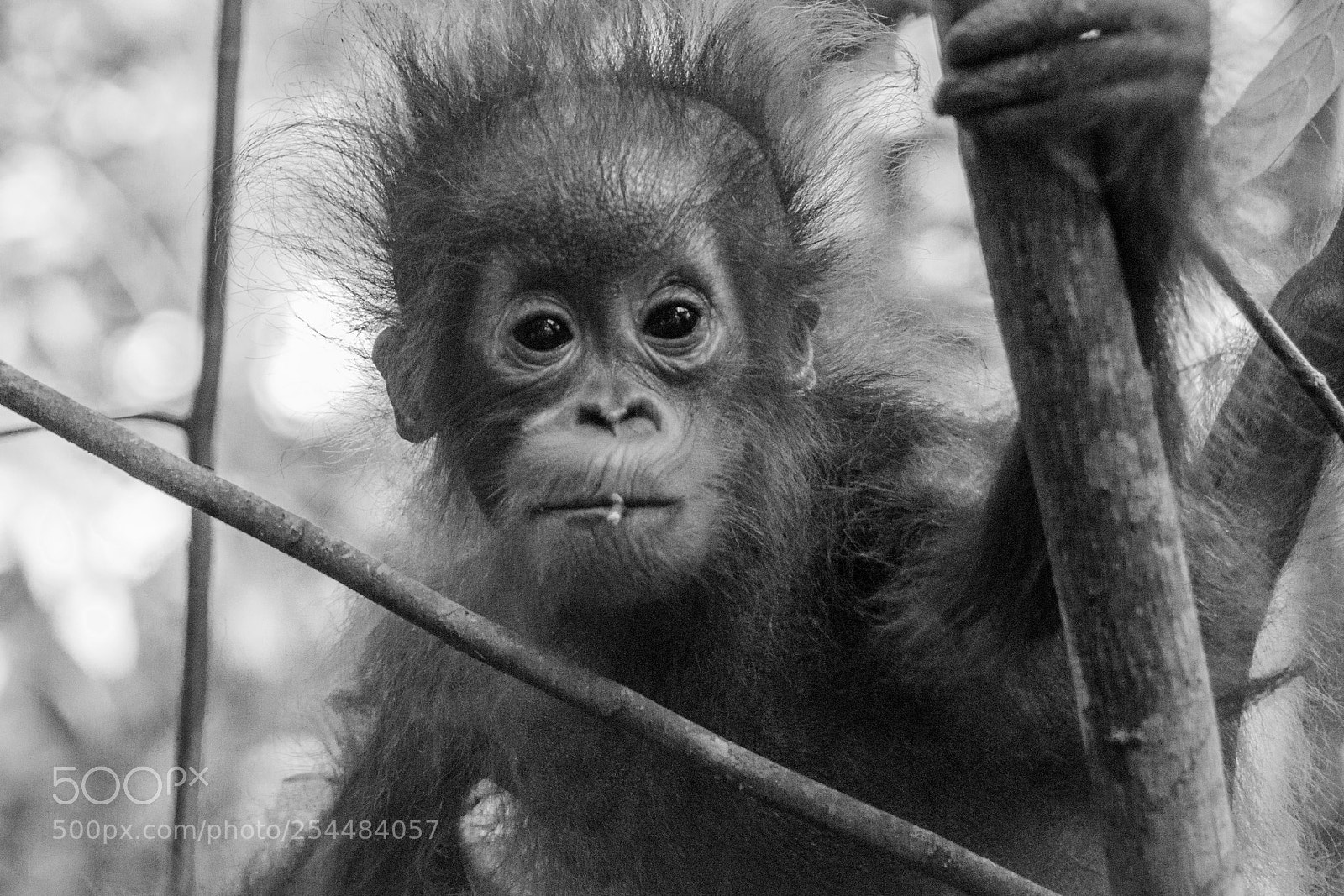 Canon EOS 650D (EOS Rebel T4i / EOS Kiss X6i) sample photo. Borneo photography