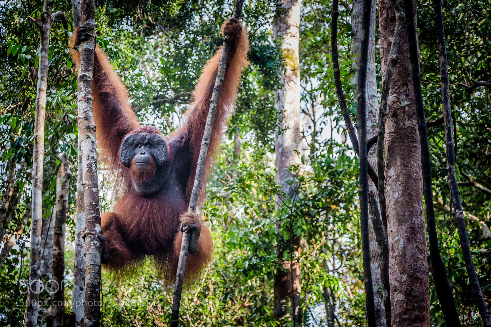 Canon EOS 650D (EOS Rebel T4i / EOS Kiss X6i) sample photo. Borneo photography