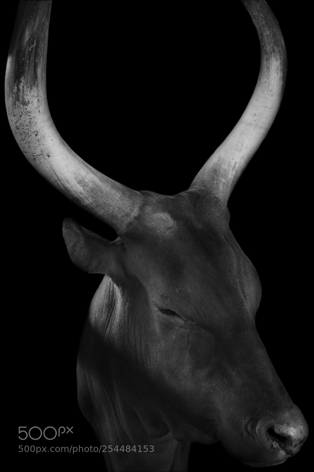 Nikon D7200 sample photo. Bull photography