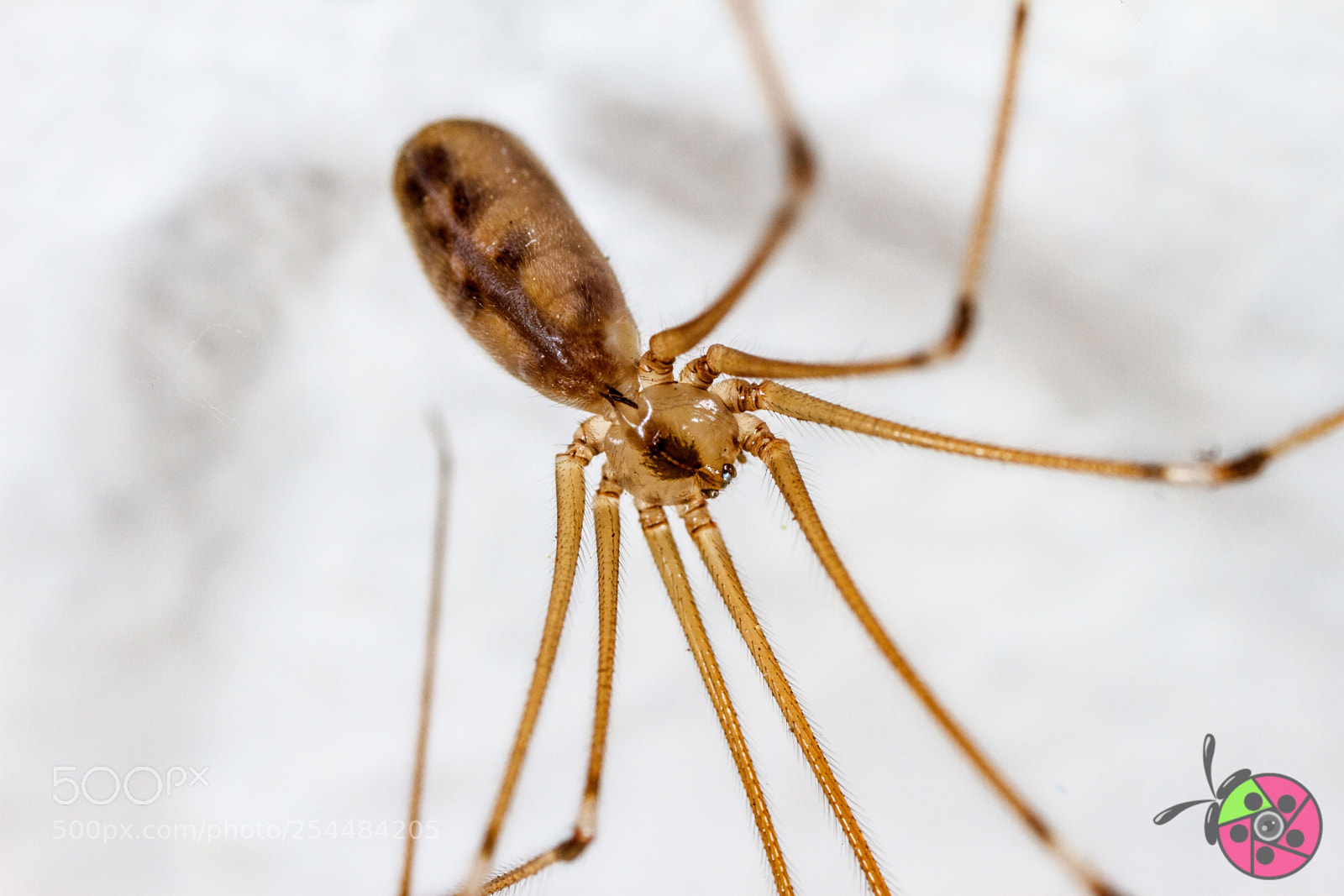 Canon EOS 7D sample photo. Zitterspinne / pholcus phalangioides photography