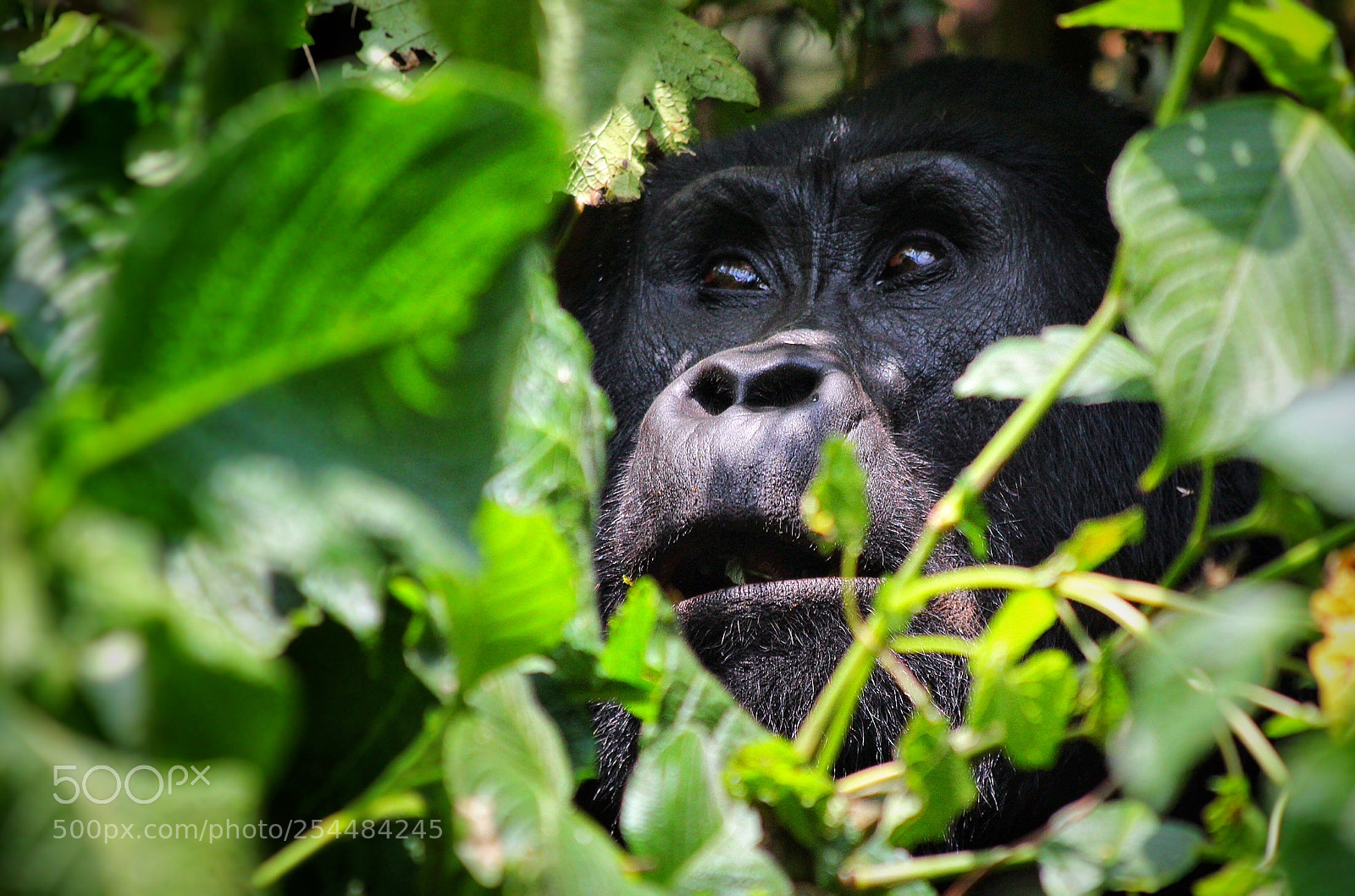 Canon EOS 650D (EOS Rebel T4i / EOS Kiss X6i) sample photo. Uganda photography