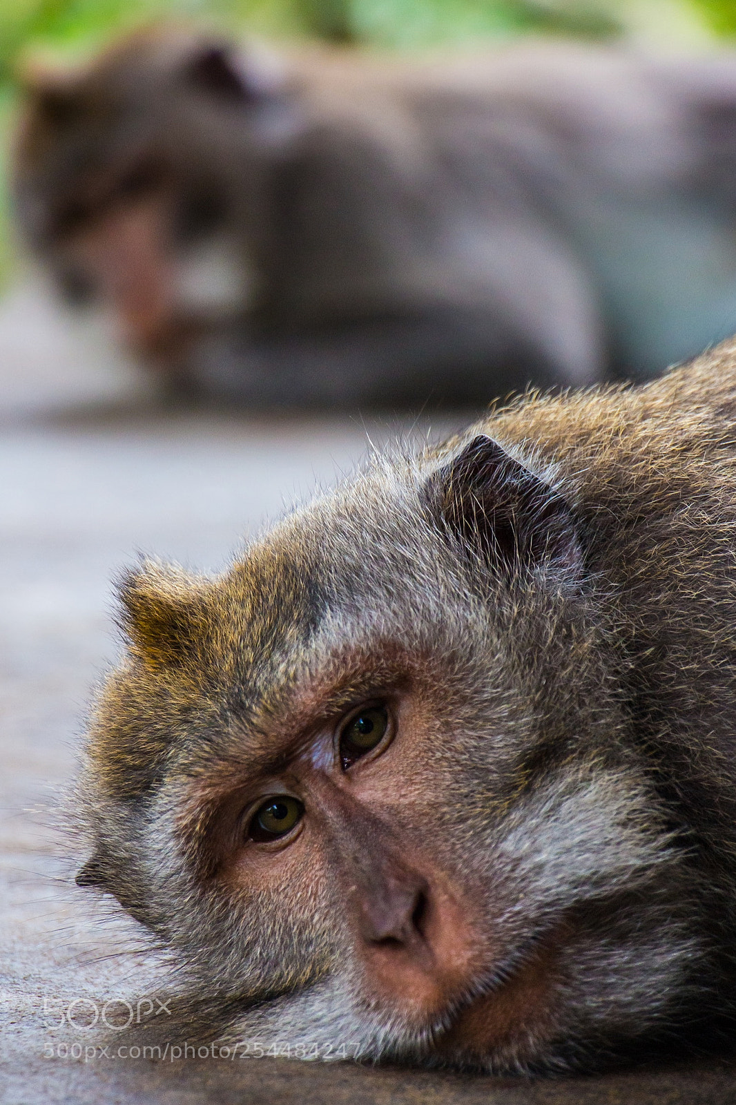 Canon EOS 650D (EOS Rebel T4i / EOS Kiss X6i) sample photo. Bali photography
