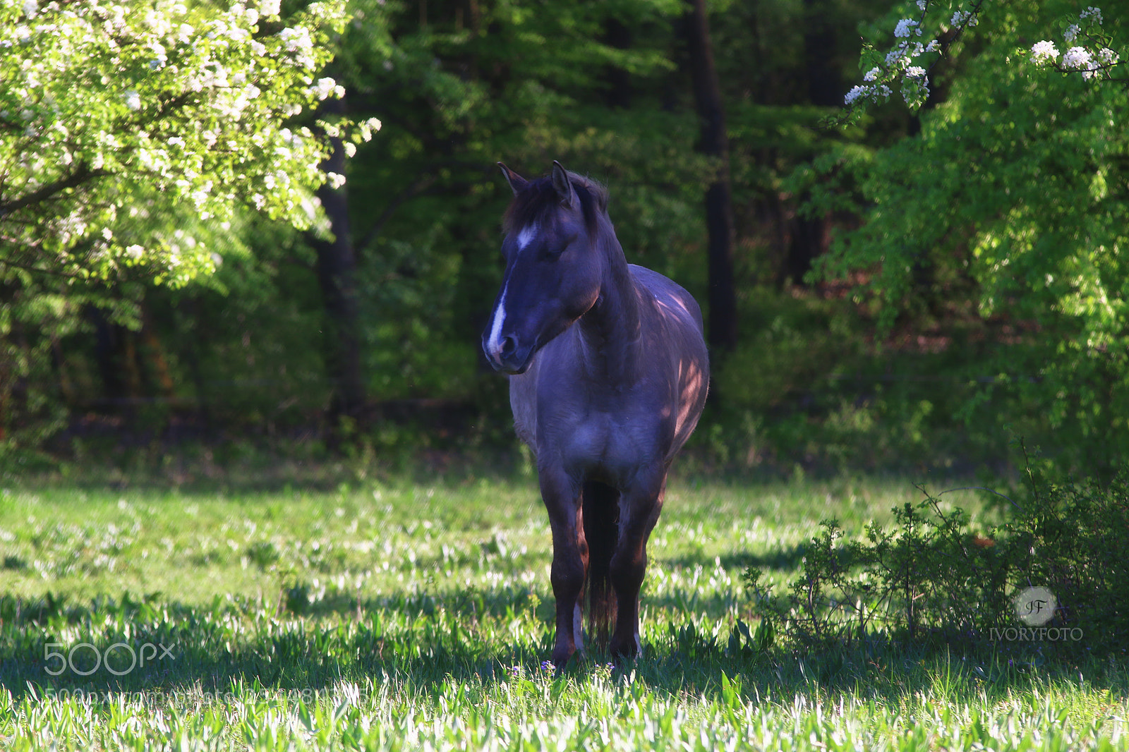 Canon EOS 70D sample photo. Wonderer photography