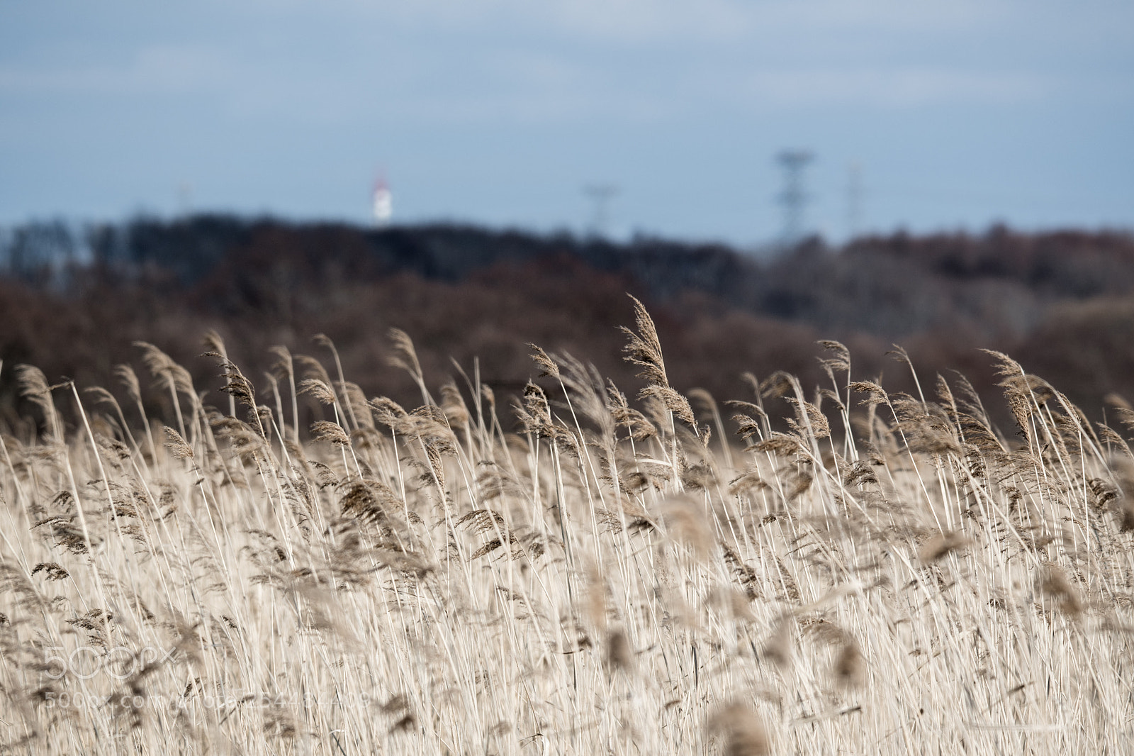 Nikon D500 sample photo. Thicket photography