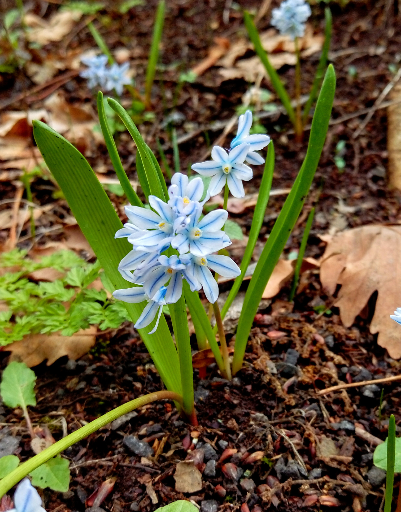 HTC DESIRE 10 PRO sample photo. Spring is coming photography