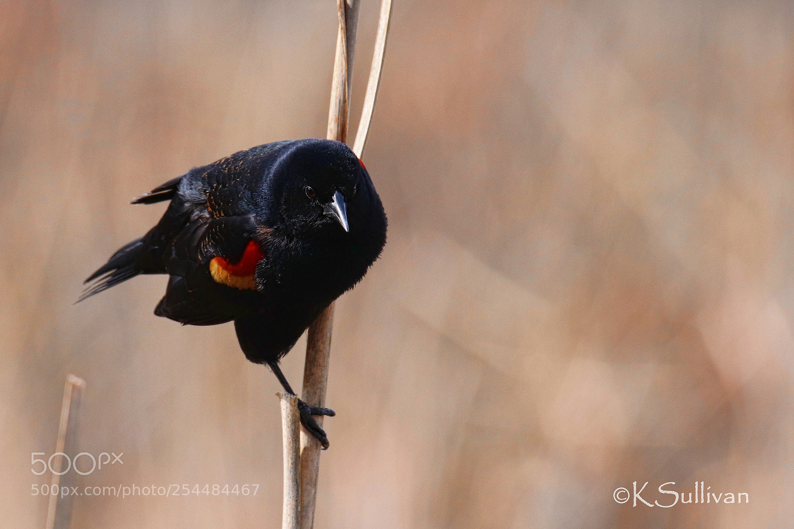 Canon EOS 77D (EOS 9000D / EOS 770D) sample photo. Stare down photography