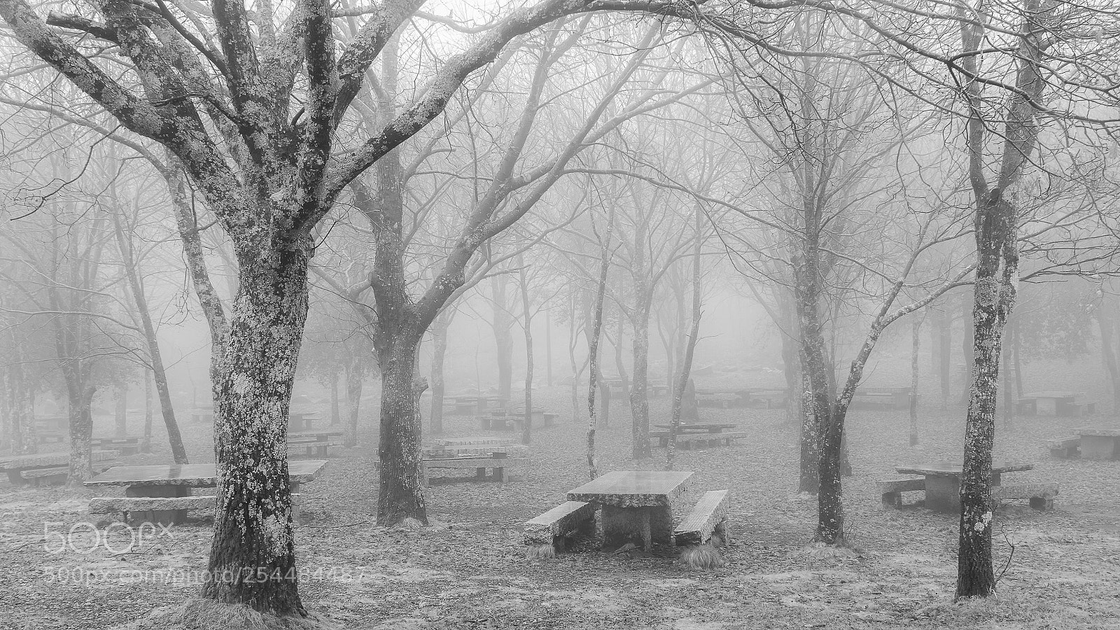 Canon EOS 7D sample photo. Niebla photography