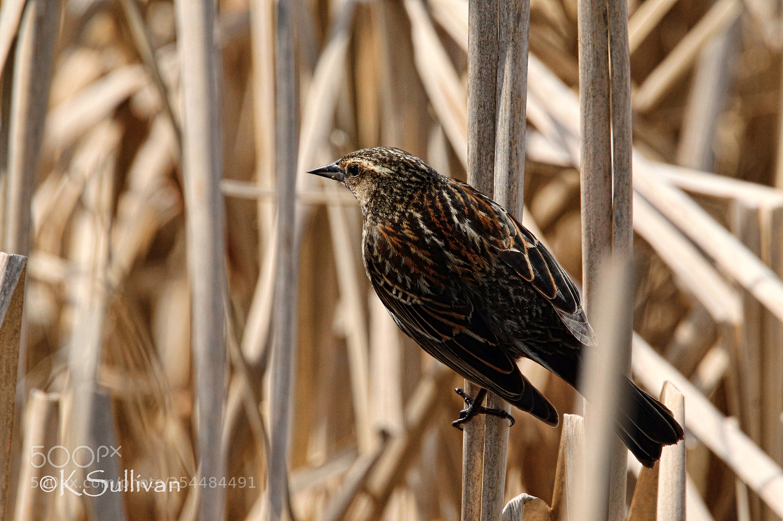 Canon EOS 77D (EOS 9000D / EOS 770D) sample photo. Hidden in plain sight photography
