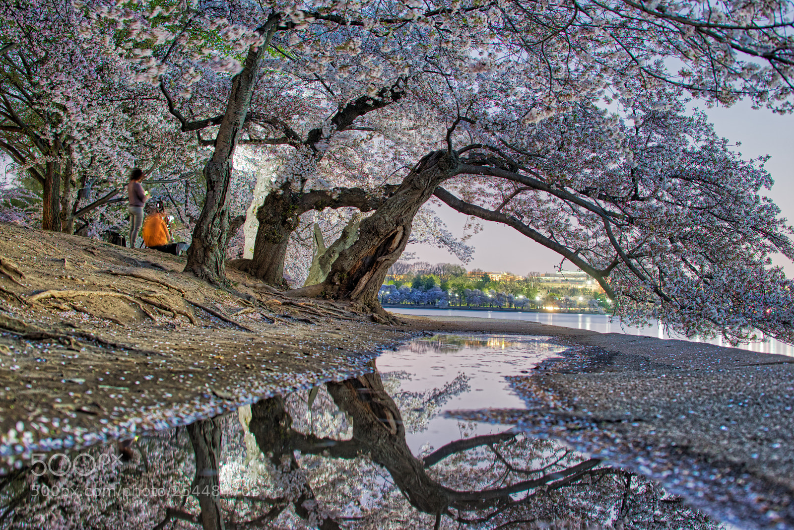 Sony a7R sample photo. Tidal basin photography