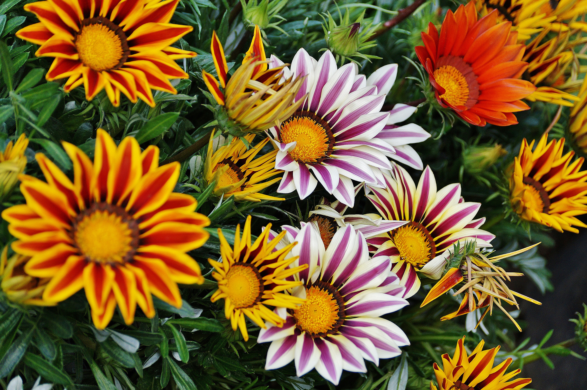 Sony DT 55-300mm F4.5-5.6 SAM sample photo. () photography