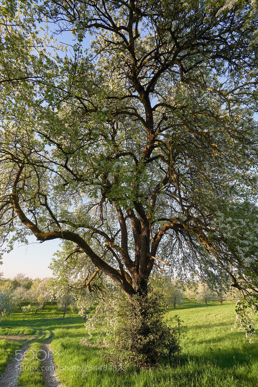 Sony a7 III sample photo. Spring tree ii photography