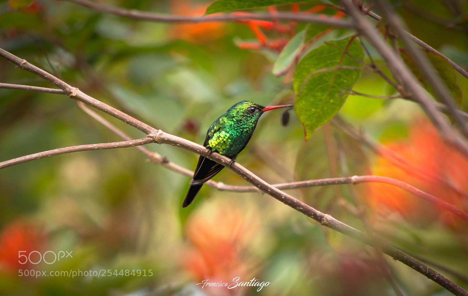 Nikon D7200 sample photo. Colibrí esmeralda de cozumel photography