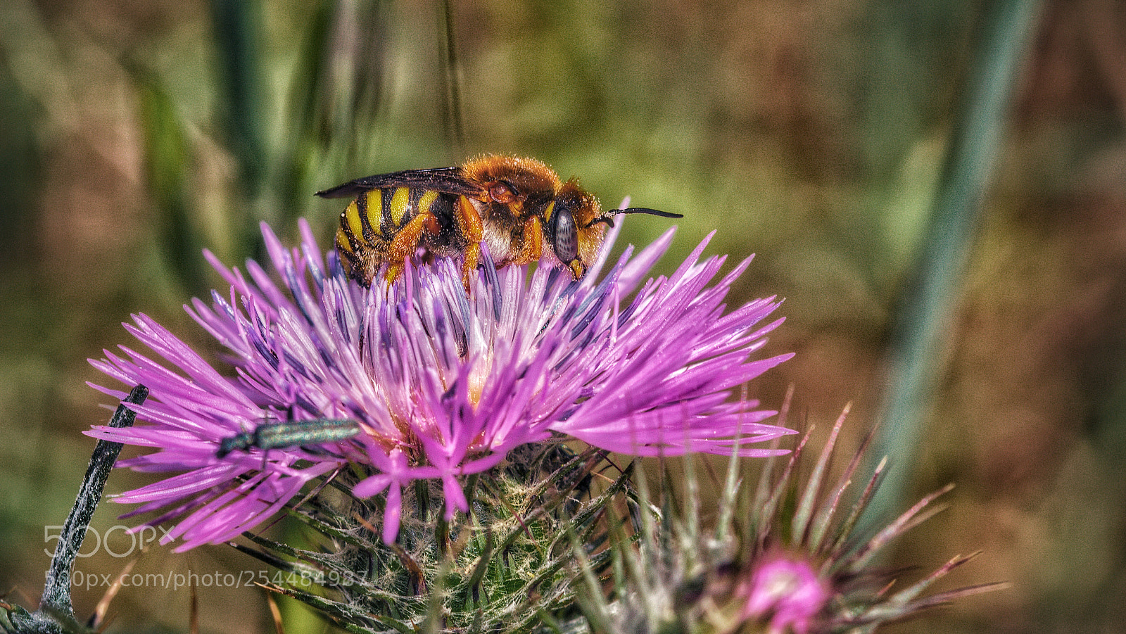 Canon EOS 70D sample photo. Abelha photography