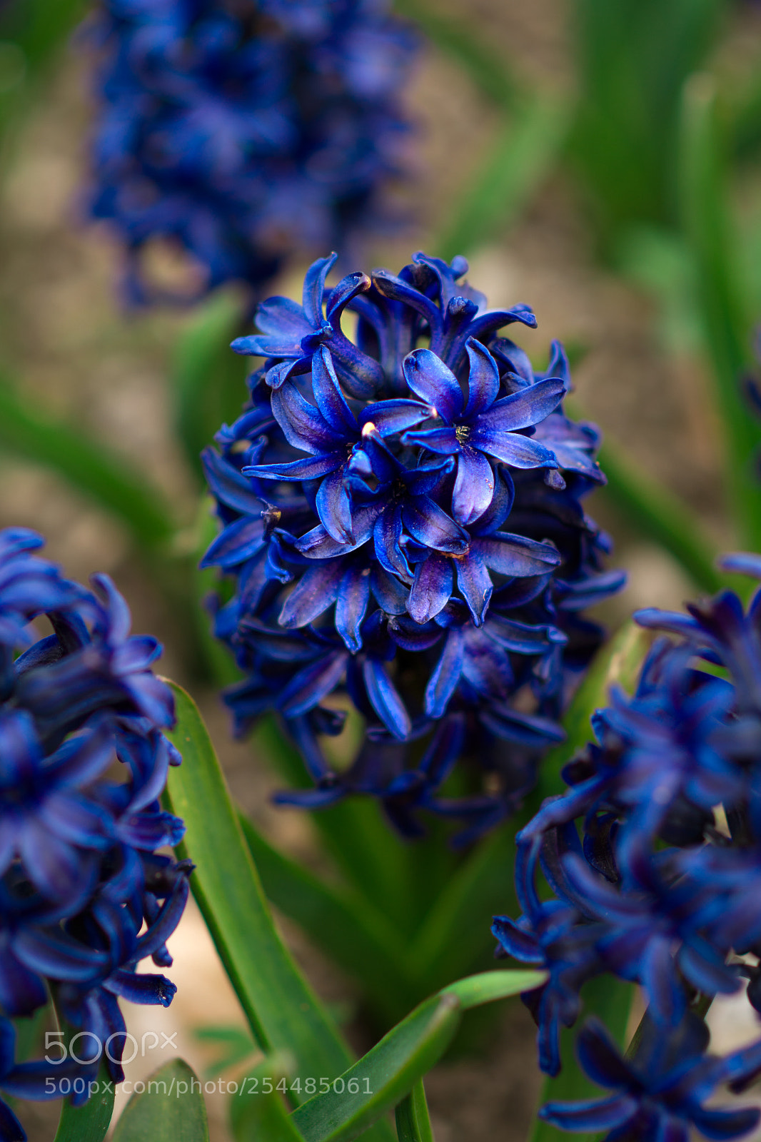 Nikon D500 sample photo. Springbloom photography