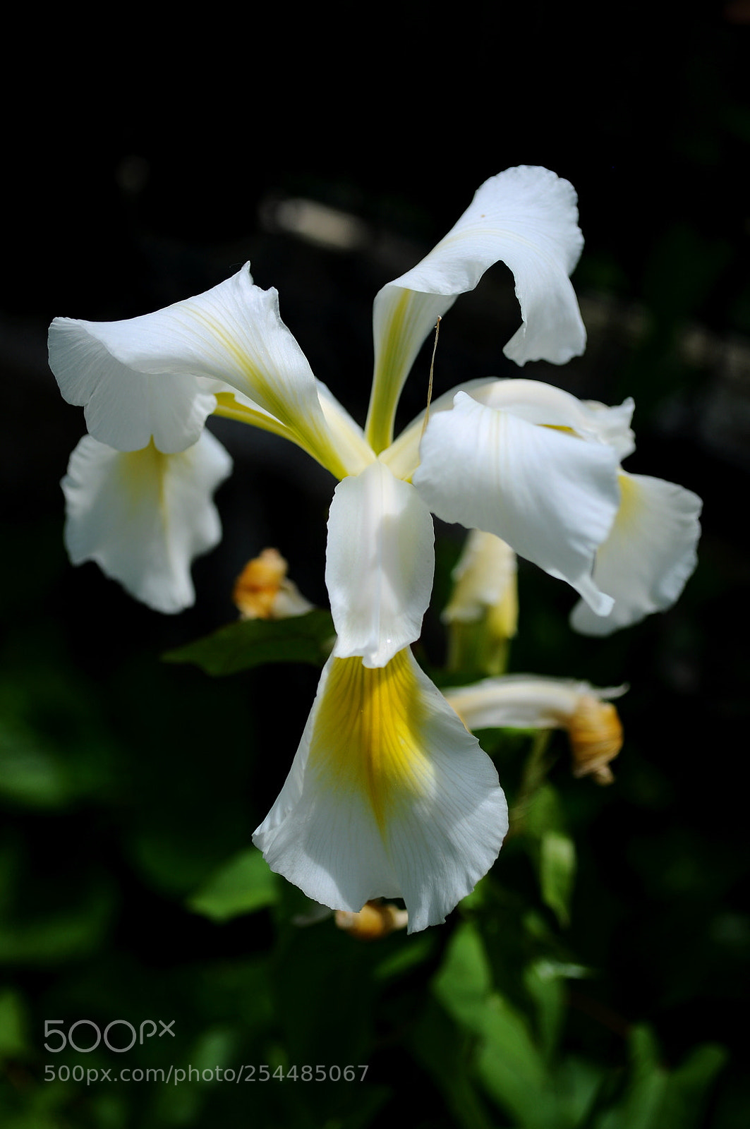 Nikon D5000 sample photo. Floriv photography
