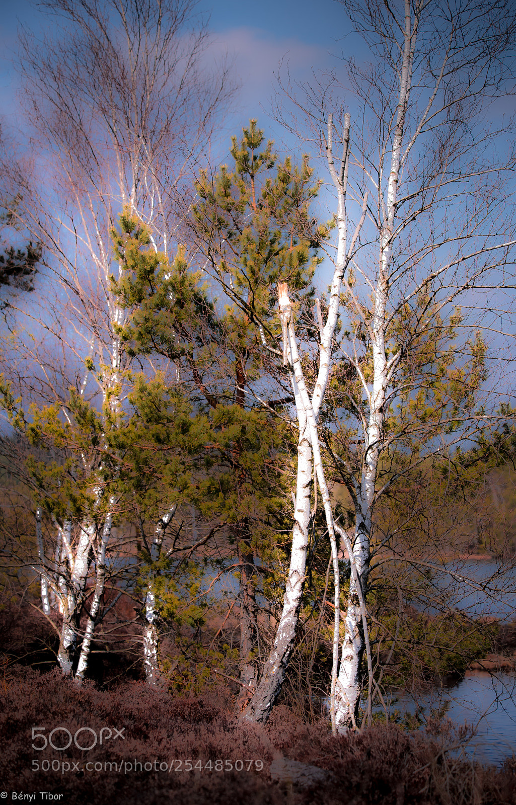 Nikon D750 sample photo. Moor trees photography