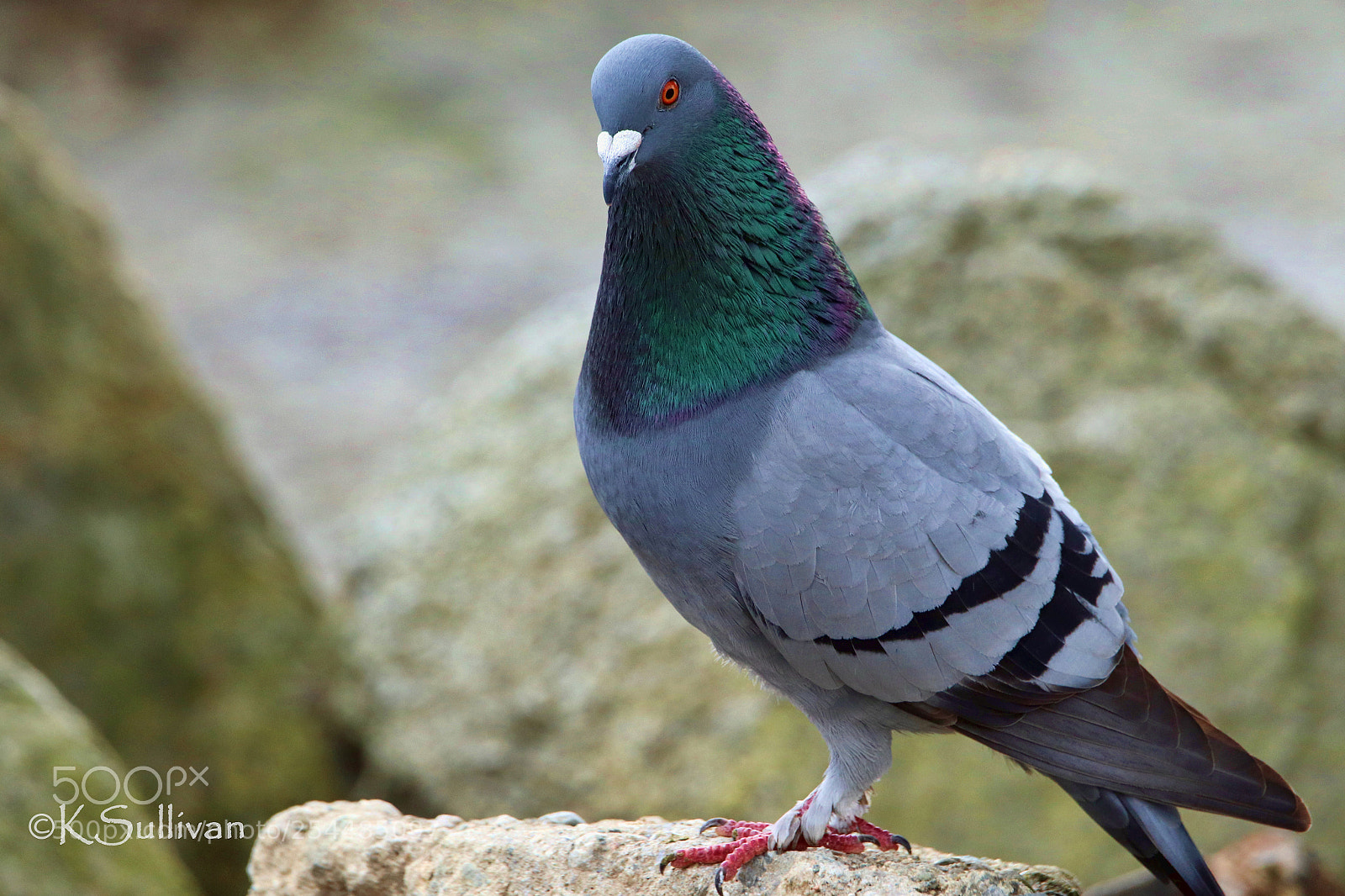 Canon EOS 77D (EOS 9000D / EOS 770D) sample photo. A regal bearing photography